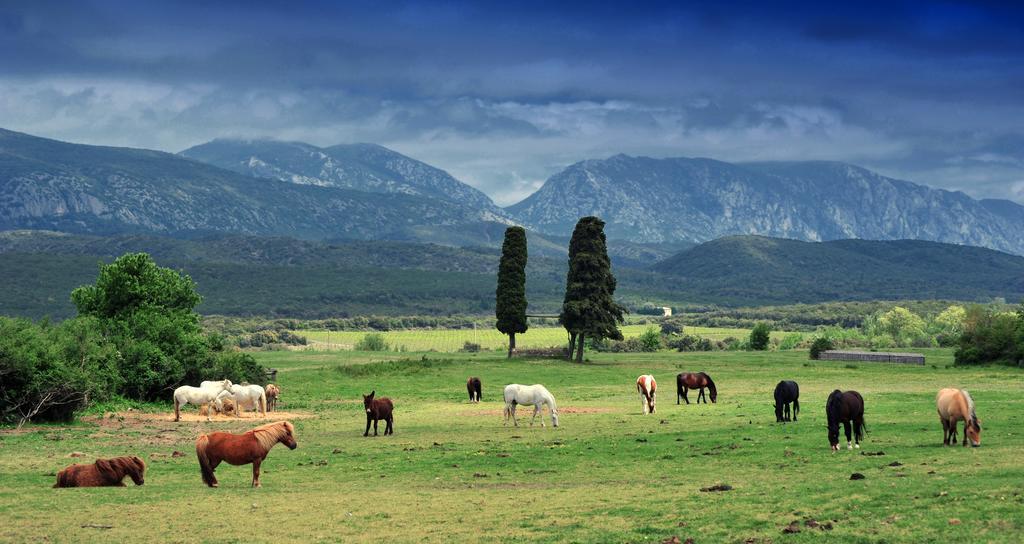 Domaine De Castel Fizel Otel Caudies-de-Fenouilledes Dış mekan fotoğraf